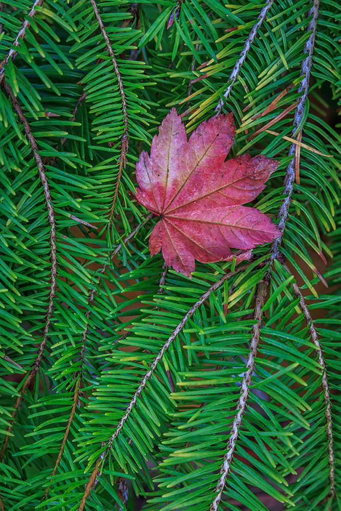 USA, Washington State, Seabeck. Vine maple leaf resting on fir bough.